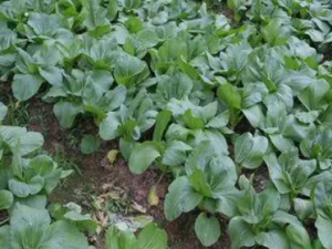 �཭�˵Ĺ�Ч  �཭��