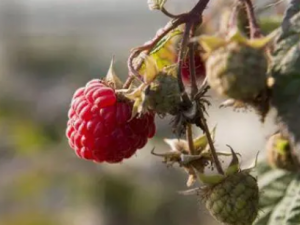 ��Щʳ���ܰ������˥��