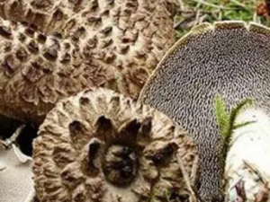 Ƥ��������Щʳ����ɿ�