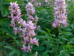 ����Ƥ�Ĺ�Ч ����Ƥ����Ƥ�������Լ���