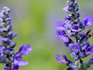 ��β�ݵĹ�Ч ��β����������