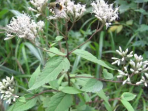 �����Ĺ�Ч �������鸾����