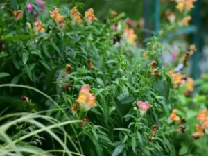 �����ܵĹ�Ч ���������θ�ð