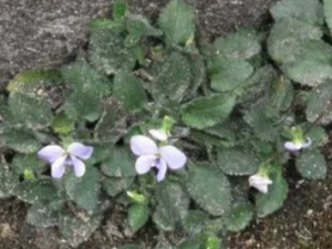 ������Ĺ�Ч ��������ڸ���