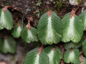 ¥�ݲݵĹ�Ч ¥�ݲ����������