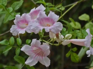 ���Ļ��Ĺ�Ч ���Ļ��ε�������