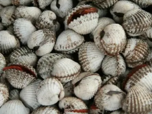 ����ǵĹ�Ч ������λ���θ����Ѫ��ʹ֮��