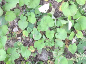 ���Ĺ�Ч ����η�ӸŧѪ�ȳ�