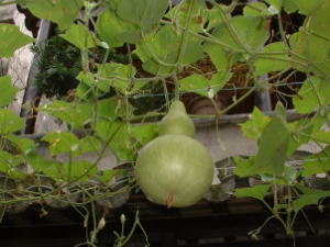 ���¬�ӵĹ�Ч ���¬���α���Ϣ��