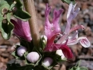 ë���ô����Ĺ�Ч ë���ô��������Ĳ�