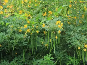 ë�Ծ����Ĺ�Ч ë�Ծ�����Ӹ��