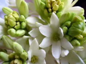 ������Ĺ�Ч ��������Ӹ���׶�