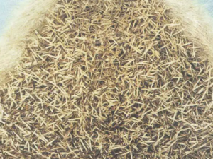 �֬�Ĺ�Ч �֬�γ���кѪ