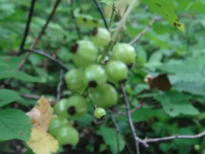 ��ˑ���Ĺ�Ч ��ˑ�����鷿����Ӳʹ