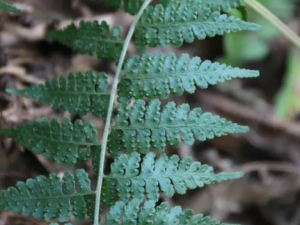 ��ާ�Ĺ�Ч ��ާ����ðͷʹ