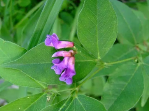 ��ͷ�˵Ĺ�Ч ��ͷ������ͷ��