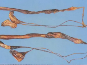 ������Ĺ�Ч ��������������˥��