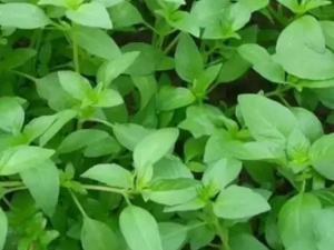 θ���ݵĹ�Ч θ����������ð