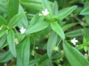 ������Ĺ�Ч �������ʪ������