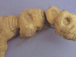 �徫�ƵĹ�Ч �徫��������뷦��