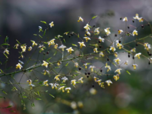 �°�Բ�Ĺ�Ч �°�Բ���ĸ�����