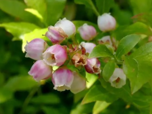 βҶԽ�ٵĹ�Ч βҶԽ�����η�ʪ�ؽ�ʹ