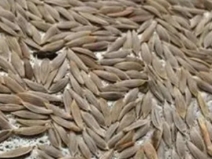 ݫ���ӵĹ�Ч ݫ��������֭����