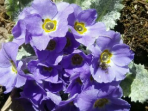 �޷۱����Ĺ�Ч �޷۱���������