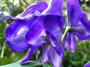 ��ҩ���Ĺ�Ч ��ҩ���θ��˺��