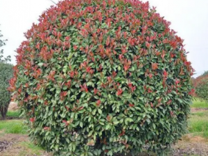 ������Ĺ�Ч ���������н�������ˮ�ȷ�