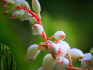 ��ɽ���Ĺ�Ч ��ɽ�����ĸ���ʹ