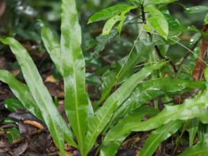 ����Τ�Ĺ�Ч ����Τ���ʺ���ʹ