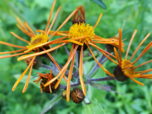 ����ɢ�Ĺ�Ч ����ɢ��С������ҹ��