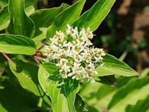 ����ӵĹ�Ч ���������ʪ��ʹ