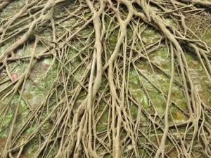 ���������Ĺ�Ч ����������ű��