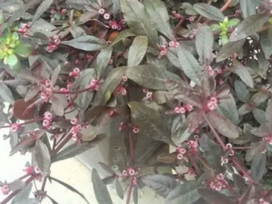 �����ӲݵĹ�Ч �����Ӳ�����Ѫ