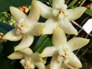 �����ٵĹ�Ч ���������ε�����