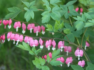 �ɰ����Ĺ�Ч �ɰ�����������ʧ��