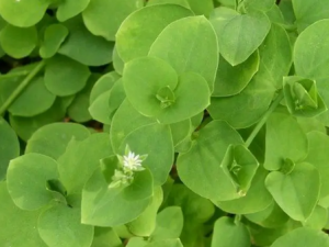 �������ݵĹ�Ч �����������ڼ��Ը���