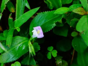 ����ݵĹ�Ч ��������ڱվ�