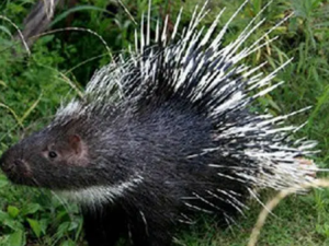 ����ǧ�Ĺ�Ч ����ǧ������ǩ��ǹ��Ƭ