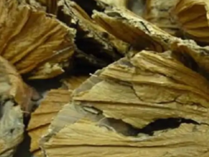 �ɵٵĹ�Ч �ɵٿ�����̥����������©���µ�֢