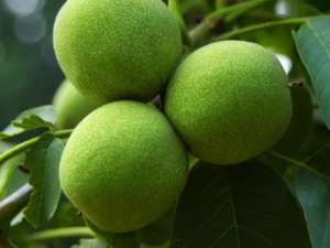 ����鱹��Ĺ�Ч ����鱹���θ��