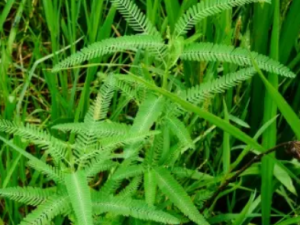 ���ȸ��Ĺ�Ч ���ȸ���С��ͷ��