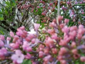 ���ǲ��ѵĹ�Ч ���ǲ�����Ƣ��йк