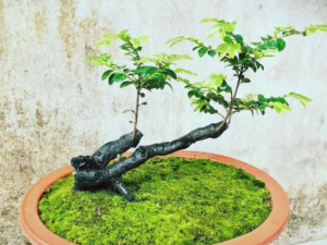�ڹ������Ĺ�Ч �ڹ�������������ʪ