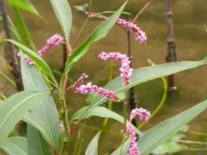 ����ޤ�Ĺ�Ч ����ޤ��θ����ʹ