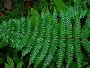 ���۴��ާ�Ĺ�Ч ���۴��ާ����֫����