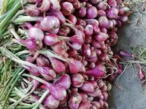 ��еĹ�Ч ��п�ɢ������