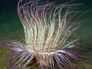 ���ܵĹ�Ч ����������